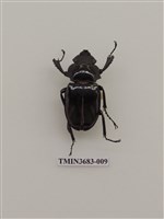 藏品(鍬形蟲)的圖片